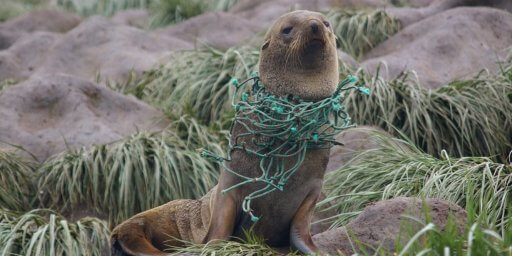 seal with netting around neck