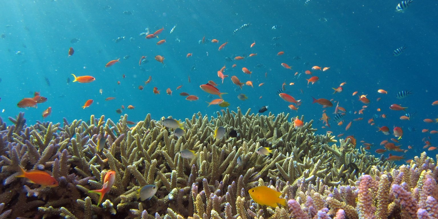 Protecció de l'oceà: 5 lectures essencials sobre espècies invasores, sobrepesca i altres amenaces per a la vida marina