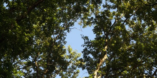 Imagen de cielo azul y árboles.