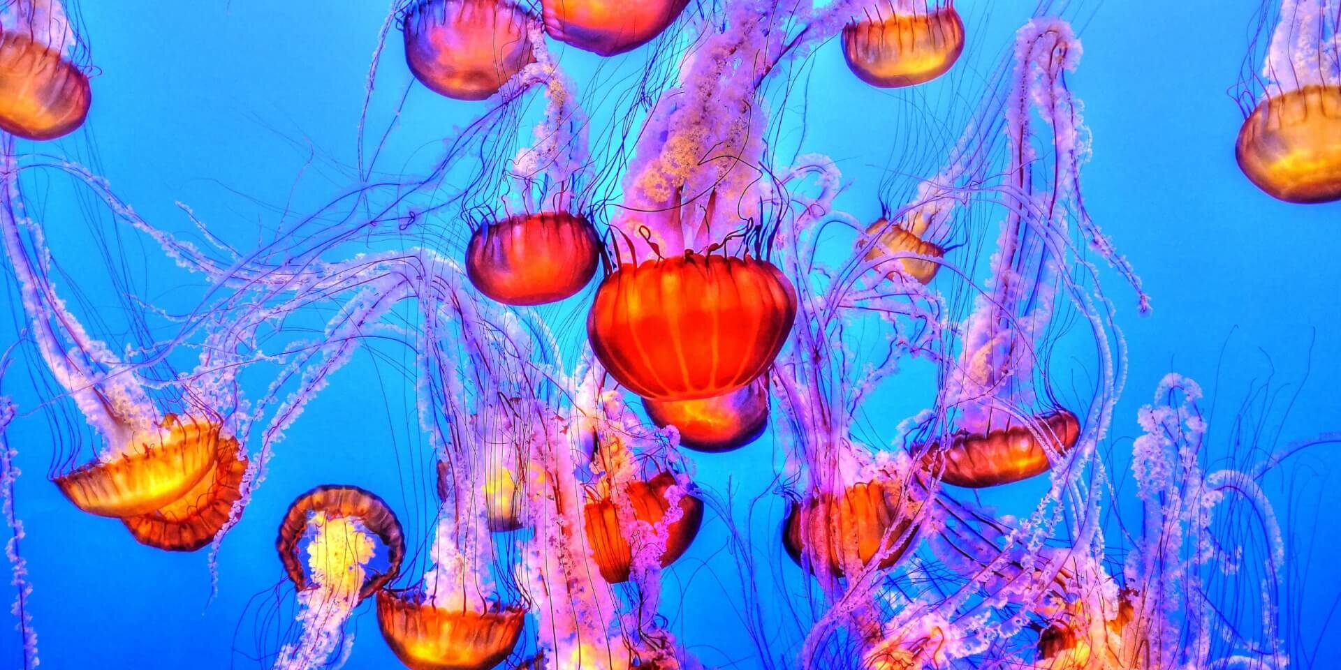 Red and orange jellyfish in the ocean