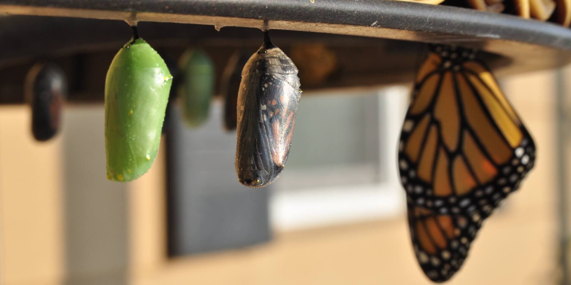 Green and brown cocoons with a butterfly hanging