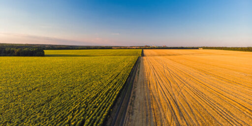 Colourful farm fields (sunflower, wheat, rye and corn)