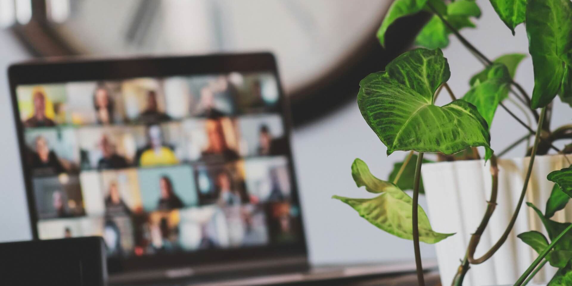 Online meeting on a laptop in the foreground and a plant on the right side of the picture
