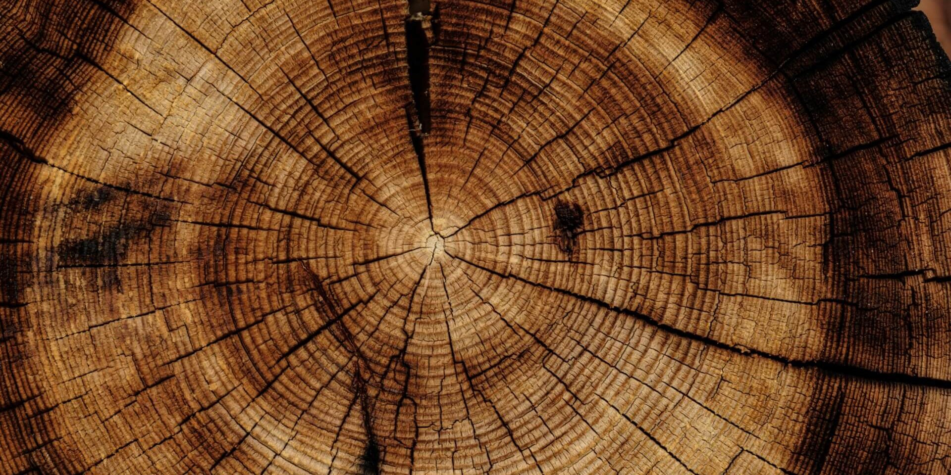 Close-up view of a tree's cross section
