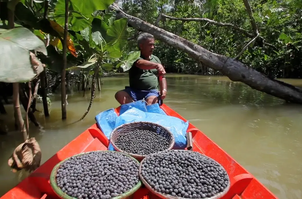 Local initiatives resisting powerful forces of change in the Amazon