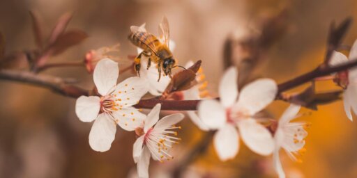 Abella de la mel a la flor d'un arbre