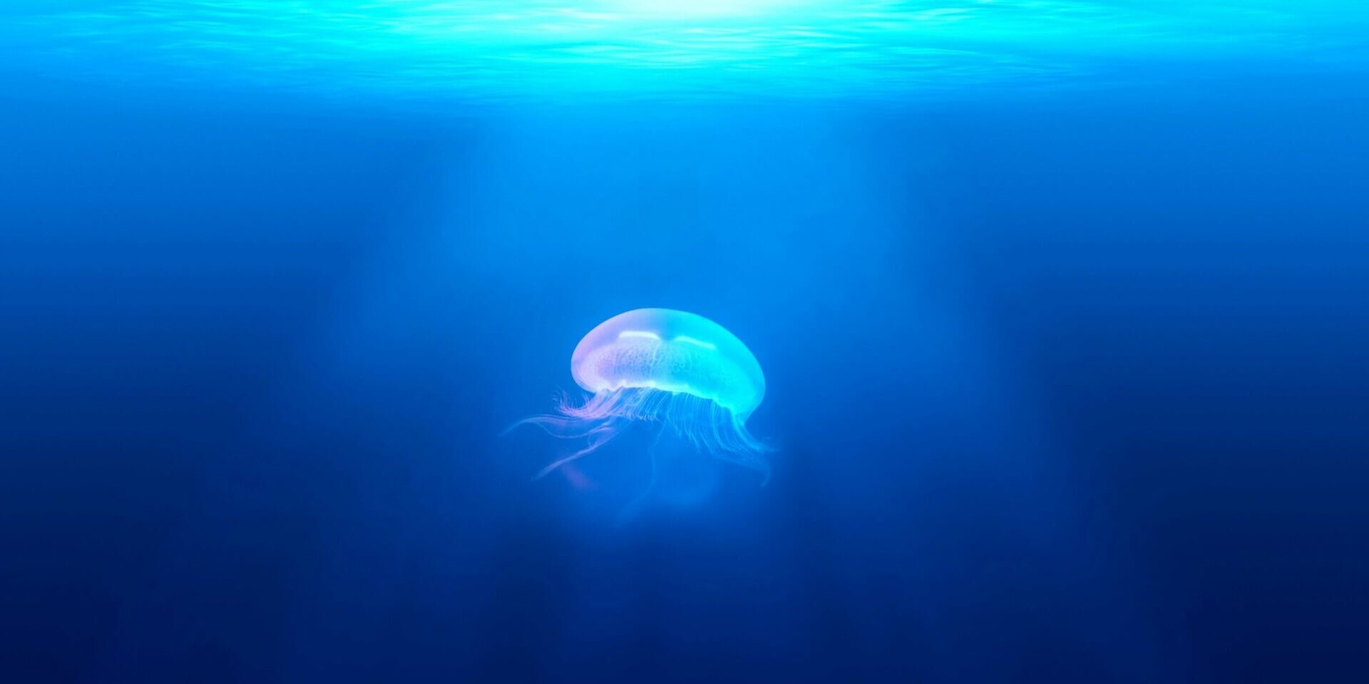 A colourful Jellyfish floating in the ocean with light shining from above the water