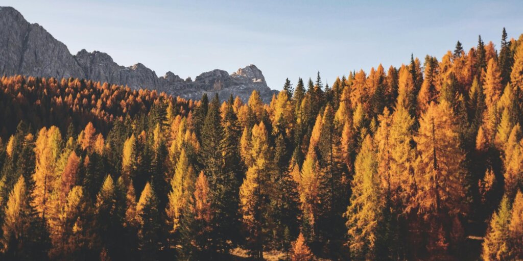 Brown trees with mountains in the background during Autumn season