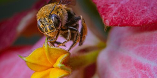 O albină care încearcă să polenizeze o floare