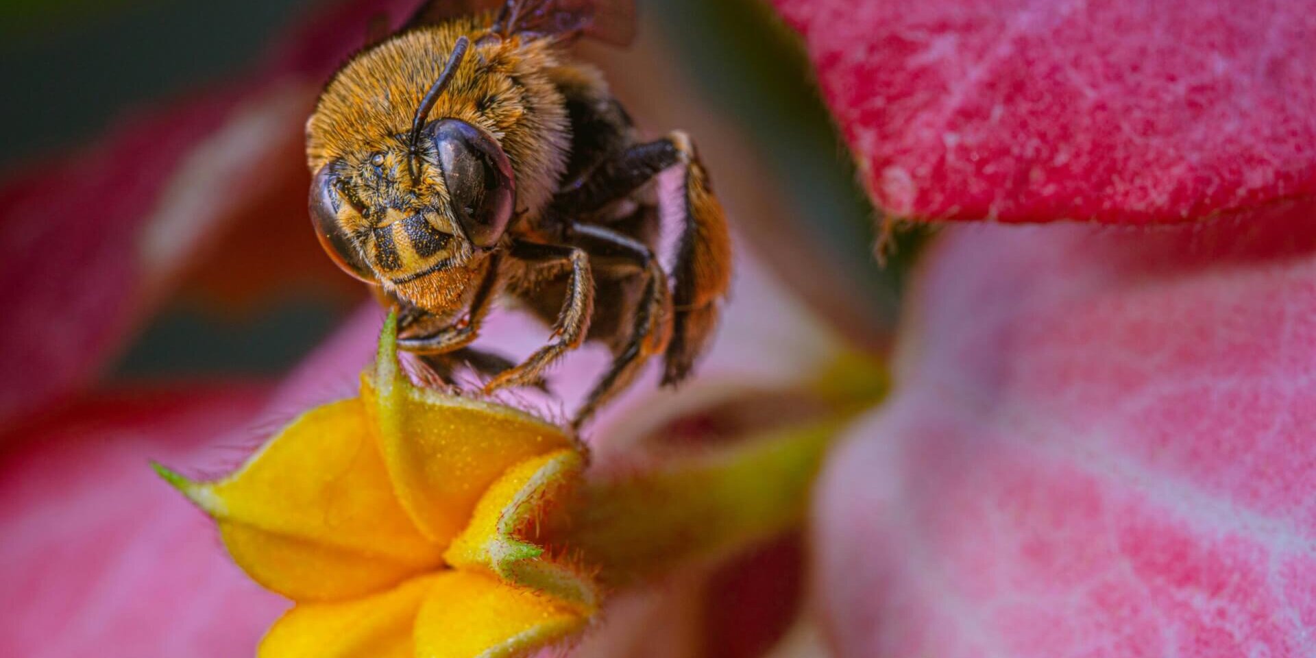 A bee trying to pollinate a flower