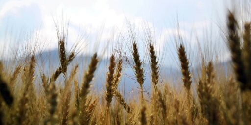 Крупным планом фото пшеницы в поле