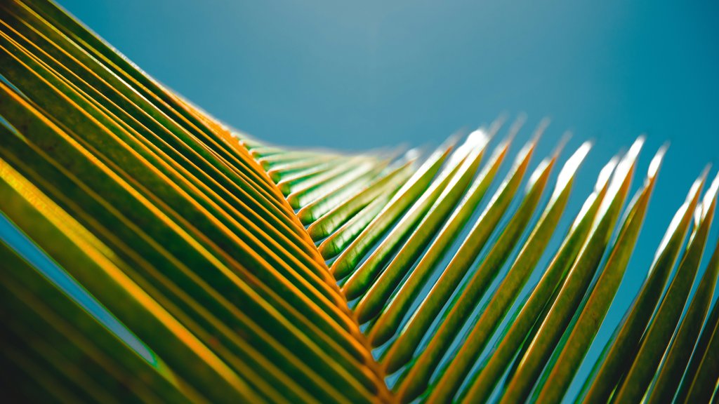 A close up view of palm leaves