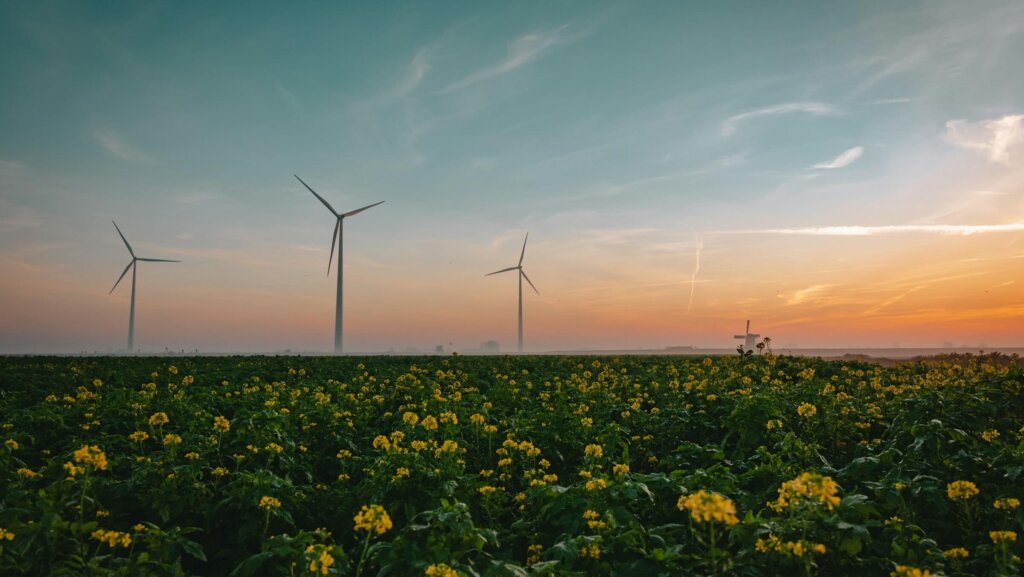 windfarm in a field of canola