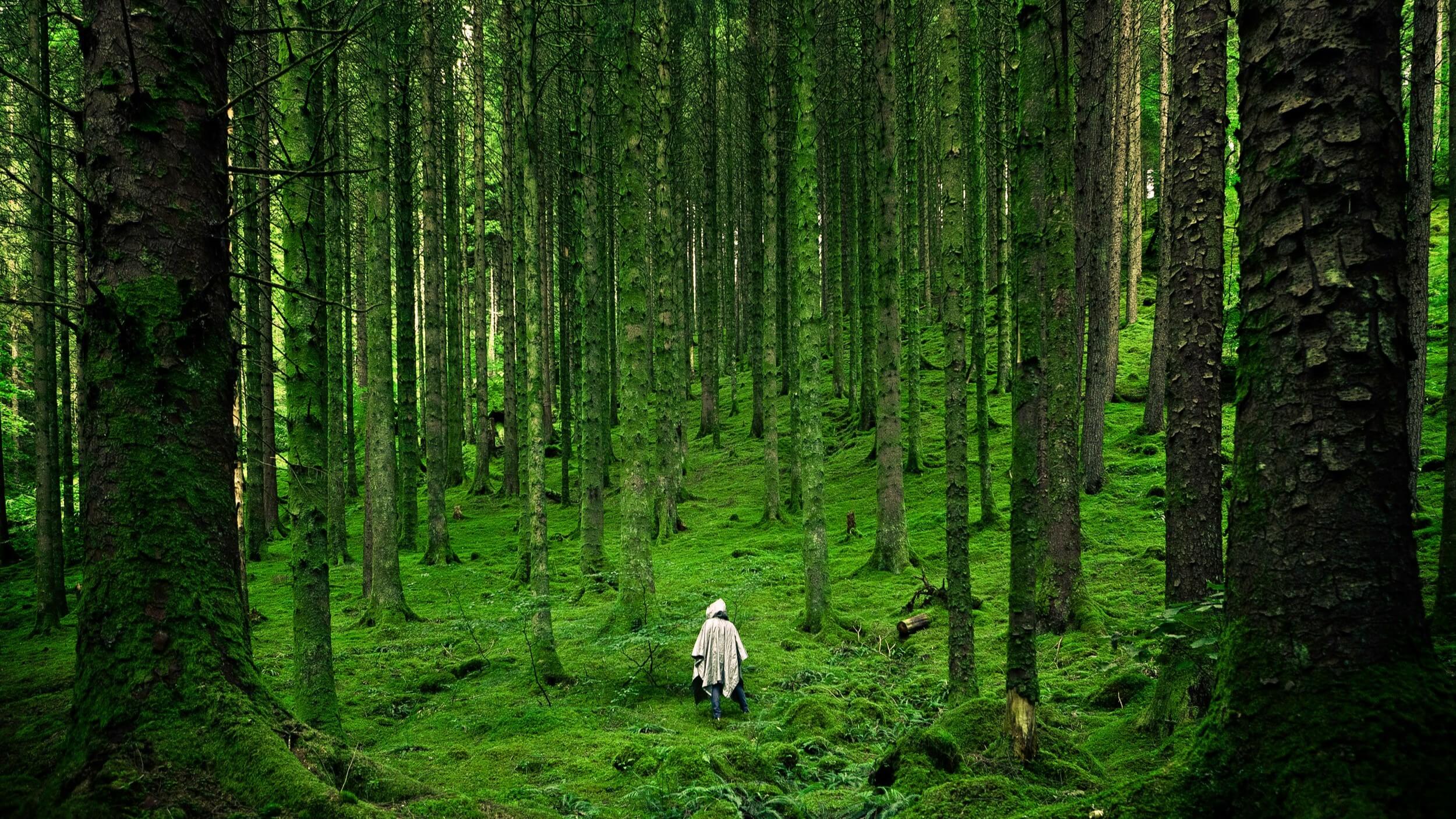 A person in a green forest with tall trees