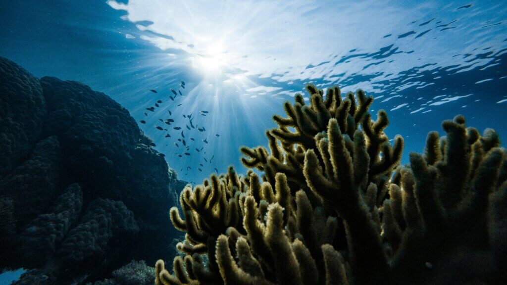 Green corals under water in the ocean