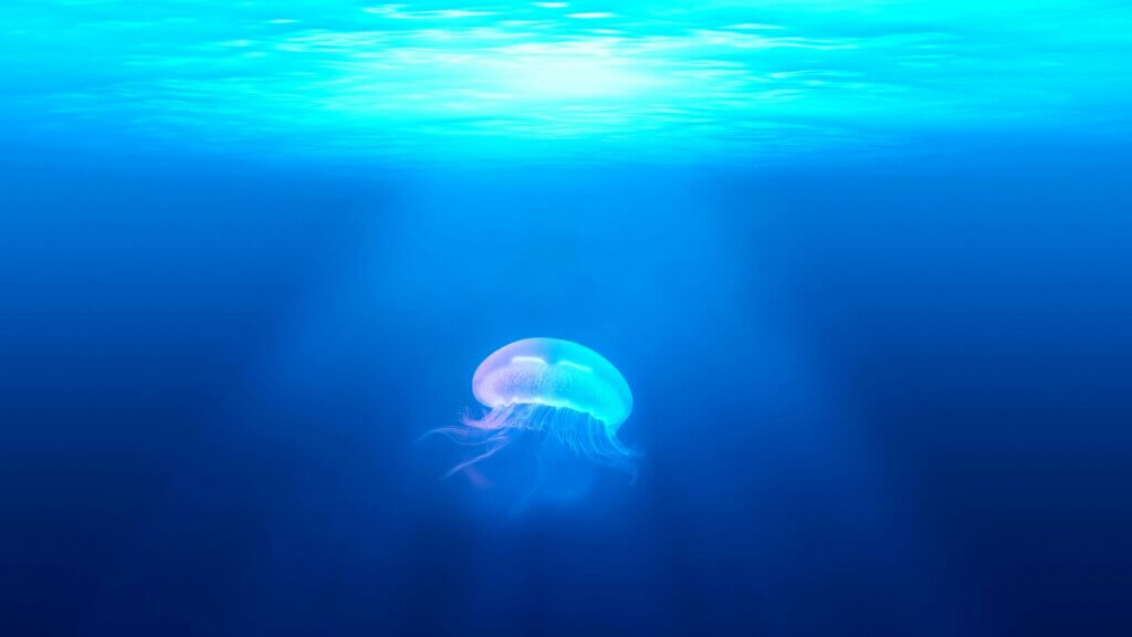 A jellyfish under the water with sun shining from above