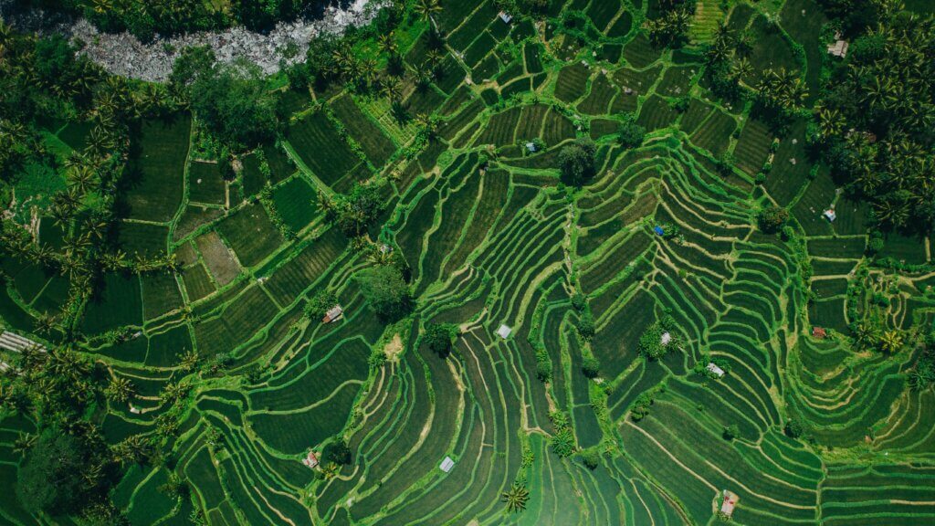 Aerial view of a green rice field