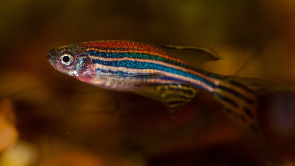 Un poisson zèbre dans un aquarium