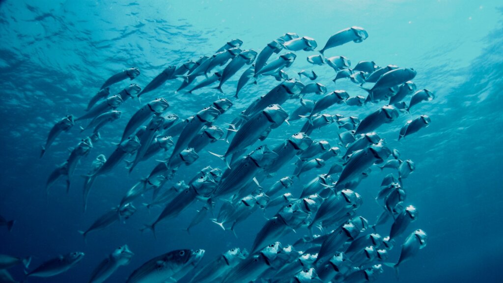 Een groep vissen zwemt