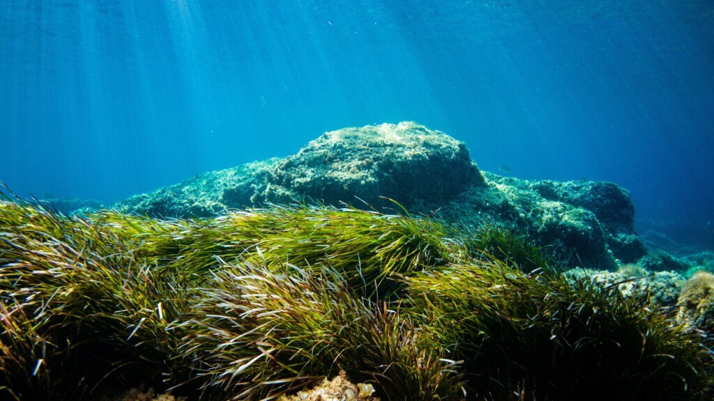 Groen en bruin koraalrif, zeegras