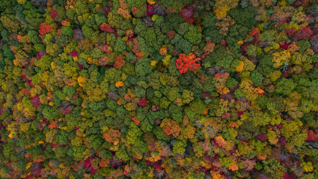 Aervido de densa arbaro