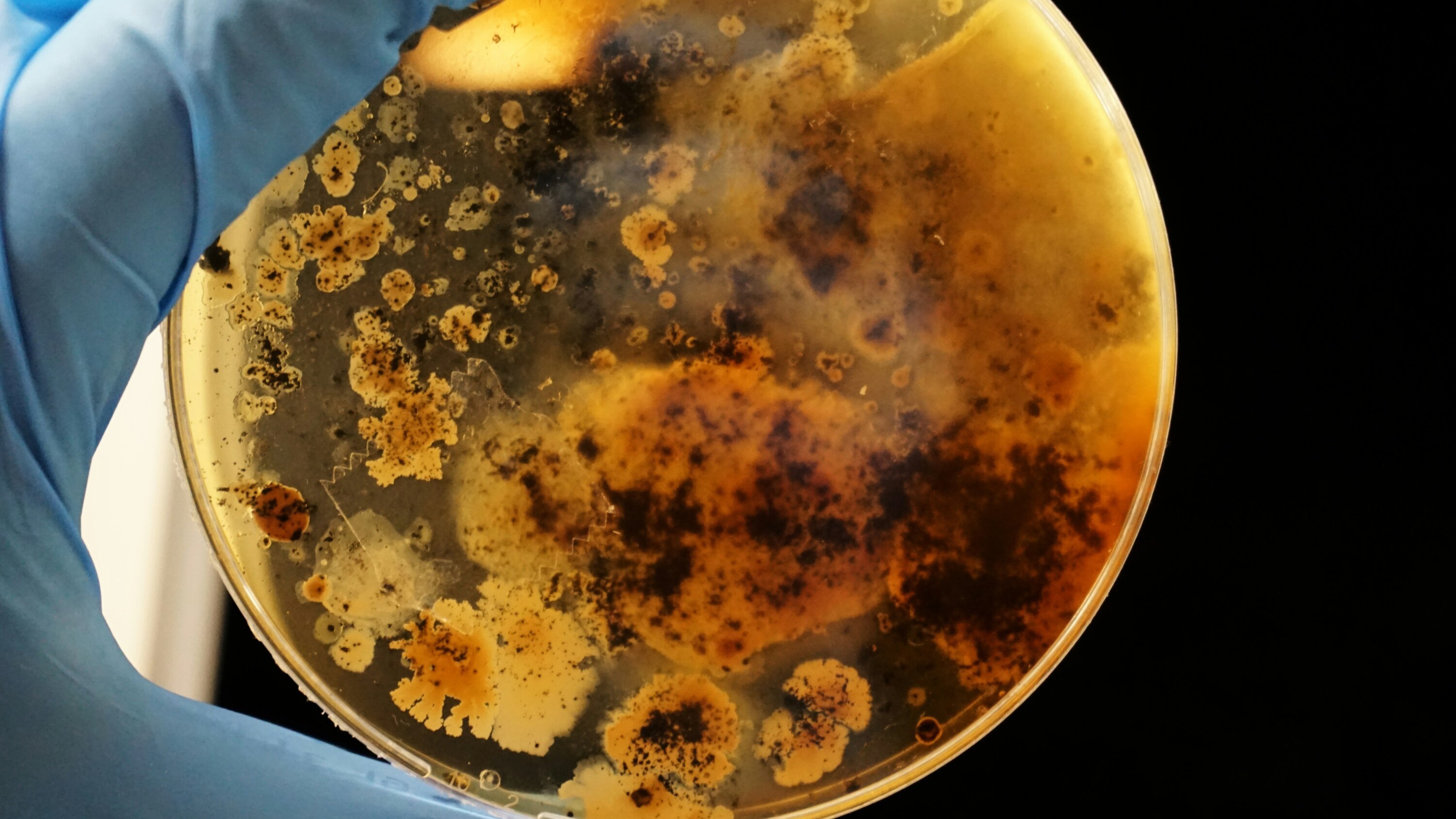 Koloni bakteri thukul ing piring agar kanthi kombinasi bubuk wesi. Produk karya sekolah.