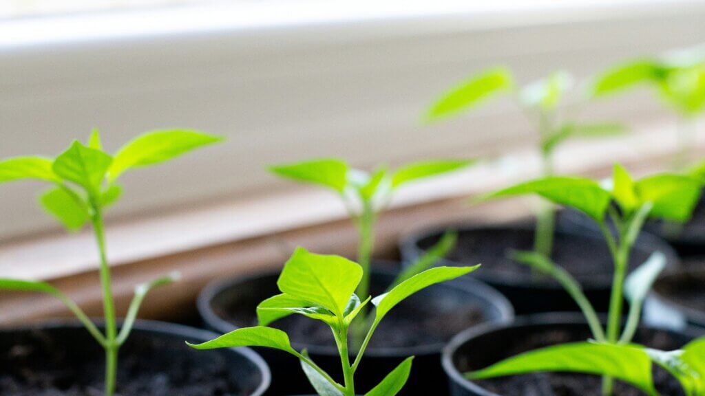 화분 속의 묘목