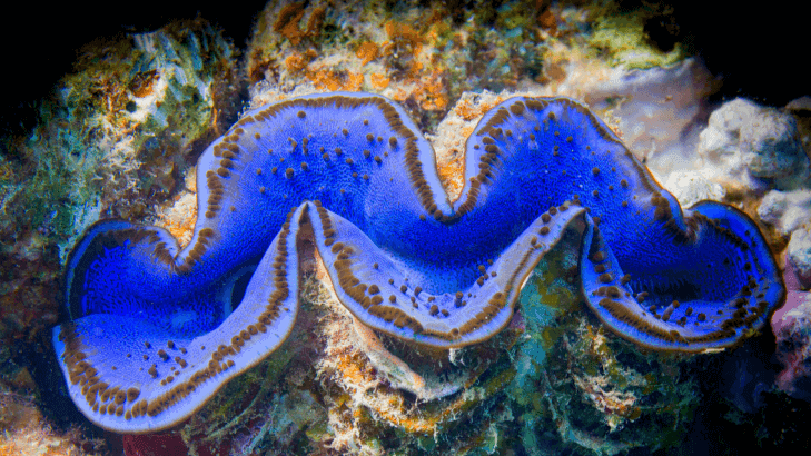 Гигантска мида