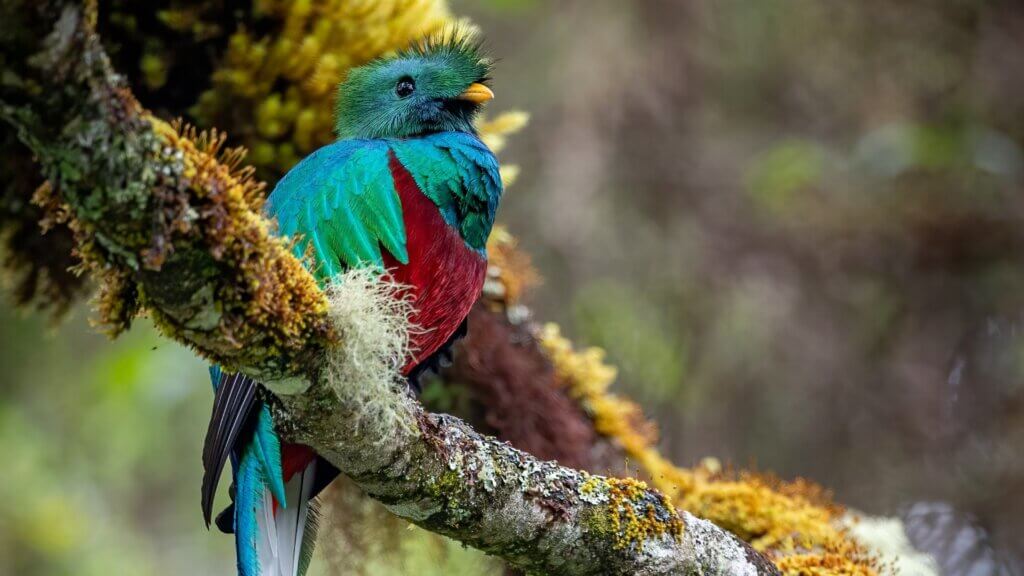 quetzal