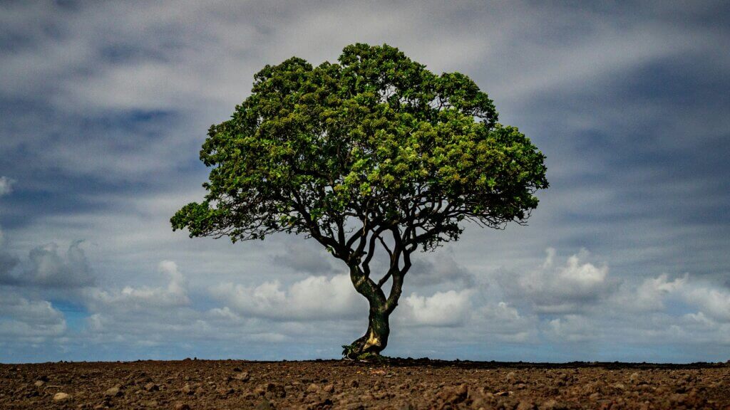 Самотнє дерево на оглядовому майданчику півострова Ке-анае на дорозі до Хани.