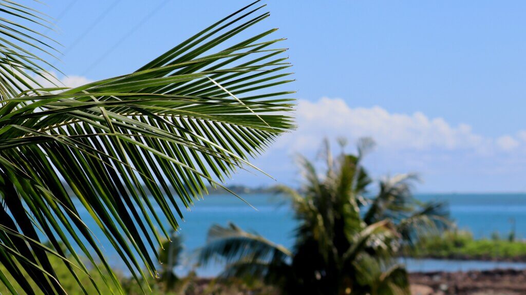 Fotografía de una planta verde cerca del agua, Apia, Samoa.